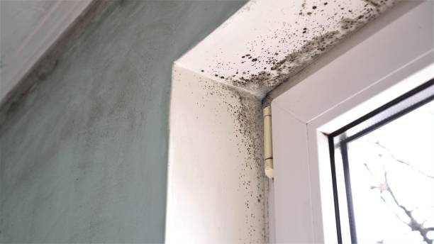 Best Basement Mold Removal  in Tiger Point, FL
