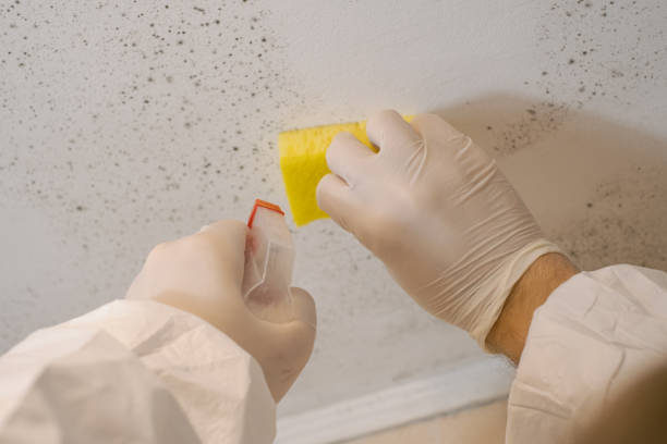 Best Comprehensive Air Testing for Mold Contaminants  in Tiger Point, FL