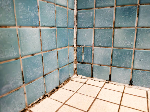 Best Mold Odor Removal Services  in Tiger Point, FL
