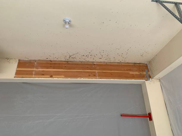 Best Dehumidification Services  in Tiger Point, FL